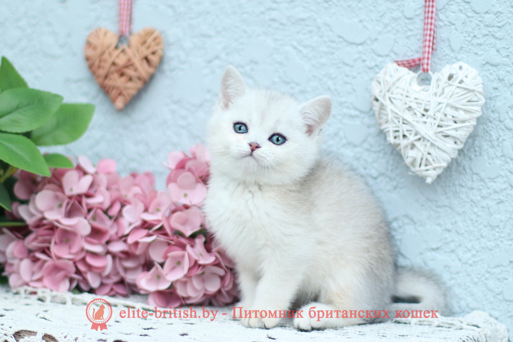 Британский котенок серебристая шиншилла окрас, мальчик Deni (Дени), помет от 1.05.2026 британский кот серебристый, серебристый британец фото, серебристые британцы, британские серебристые котята, затушеванный британец, серебристый затушеванный британец, кошки британские серебристые, британская короткошерстная окраса серебро, британцы серебристая шиншилла, котята британские серебристые шиншиллы, британский кот серебристая шиншилла, британские кошки серебристая шиншилла, британская окрас серебристая шиншилла, затушеванный британец, серебристый затушеванный британец, кошки британские серебристые, британская короткошерстная окраса серебро, британская кошка тикированная, тикированный британец