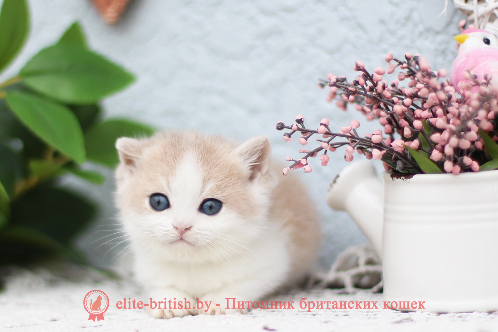 Британский котенок золотая шиншилла - голубое золото биколор окрас, мальчик Filya (Филя), Frank (Фрэнк), помет от 9.06.2026 купить британского котенка голубое золото биколор, купить британца голубое золото биколор, голубой золотой британский кот, биколор шиншиллы золотые голубые биколор британцы фото, золотой тикированный британец, британская кошка золотая шиншилла тикированная, британский кот шиншилла золотая, золотой тикированный британец, британец золотая шиншилла, британец золотистый, котята британские окрас золотая шиншилла, британская кошка золотая шиншилла фото, британец окрас золотая шиншилла фото, британский золотой котенок, британская золотая кошка, британские котята золотая шиншилла, британский золотистый кот, кот золотой британец, британцы окрас золотой