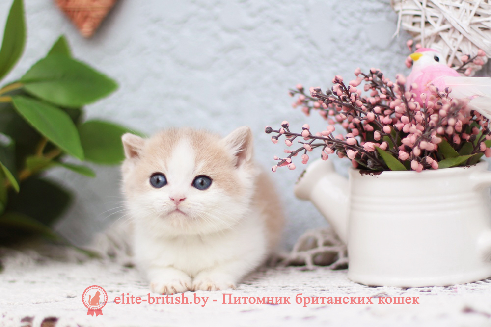 Британский котенок золотая шиншилла - голубое золото биколор окрас, мальчик Filya (Филя), Frank (Фрэнк), помет от 9.06.2026 купить британского котенка голубое золото биколор, купить британца голубое золото биколор, голубой золотой британский кот, биколор шиншиллы золотые голубые биколор британцы фото, золотой тикированный британец, британская кошка золотая шиншилла тикированная, британский кот шиншилла золотая, золотой тикированный британец, британец золотая шиншилла, британец золотистый, котята британские окрас золотая шиншилла, британская кошка золотая шиншилла фото, британец окрас золотая шиншилла фото, британский золотой котенок, британская золотая кошка, британские котята золотая шиншилла, британский золотистый кот, кот золотой британец, британцы окрас золотой