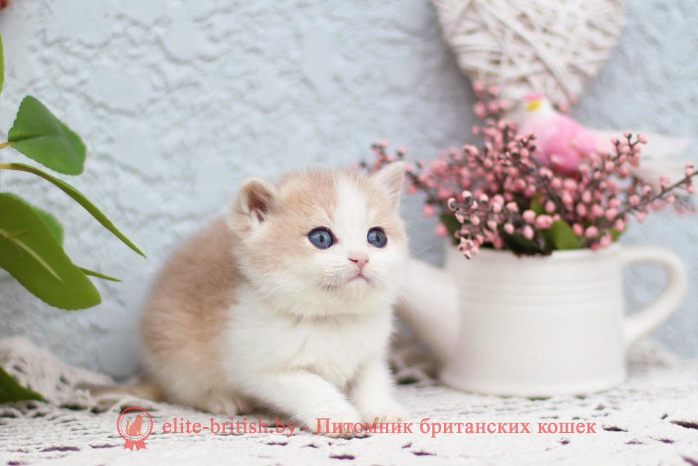 Британский котенок золотая шиншилла - голубое золото биколор окрас, мальчик Filya (Филя), Frank (Фрэнк), помет от 9.06.2026 купить британского котенка голубое золото биколор, купить британца голубое золото биколор, голубой золотой британский кот, биколор шиншиллы золотые голубые биколор британцы фото, золотой тикированный британец, британская кошка золотая шиншилла тикированная, британский кот шиншилла золотая, золотой тикированный британец, британец золотая шиншилла, британец золотистый, котята британские окрас золотая шиншилла, британская кошка золотая шиншилла фото, британец окрас золотая шиншилла фото, британский золотой котенок, британская золотая кошка, британские котята золотая шиншилла, британский золотистый кот, кот золотой британец, британцы окрас золотой