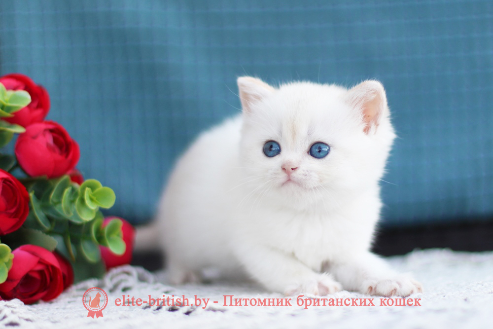 Британский котенок золотая шиншилла пойнт окрас, девочка Flora (Флора), помет от 9.06.2026 британский кот золотой поинт, британец колор поинт, британская кошка поинт колор, британский кот шиншилла поинт, британские котята золотой поинт, британские котята золотой поинт, британские котята колор поинт, золотой поинт британец, британцы лилак поинт, британец поинт, британские котята сил поинт, британские кошки шиншилла поинт, британские котята окраса золотой поинт, британец золотой поинт фото, британец колор поинт фото, британская кошка колор поинт фото, шиншилла пойнт британские кошки, британские кошки колор пойнт, блю пойнт британские котята, блю пойнт британцы, колор пойнт британец, кот британский колор пойнт, британские котята колор пойнт, золотой британский кот, золотые британцы фото, золотой британец, британская кошка золотая шиншилла, британский кот шиншилла золотая, золотой тикированный британец, британец золотая шиншилла, британец золотистый, котята британские окрас золотая шиншилла, британская кошка золотая шиншилла фото