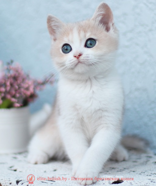 купить британского котенка, купить британца, купить британского котенка голубое золото биколор, купить британца голубое золото биколор, голубой золотой британский кот, биколор шиншиллы золотые голубые биколор британцы фото, золотой тикированный британец, британская кошка золотая шиншилла тикированная, британский кот шиншилла золотая, золотой тикированный британец, британец золотая шиншилла, британец золотистый, котята британские окрас золотая шиншилла, британская кошка золотая шиншилла фото, британец окрас золотая шиншилла фото, британский золотой котенок, британская золотая кошка, британские котята золотая шиншилла, британский золотистый кот, кот золотой британец, британцы окрас золотой