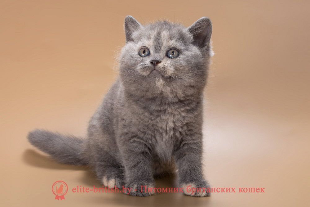 Британский котенок голубого черепахового окраса, девочка, помет от 4.05.2026 купить британского котенка, купить британца, британец голубой черепаховый фото, голубые черепаховые британцы фото, британские кошки голубые черепаховые, британская голубая кошка, британская голубая кошка фото, британской голубой кошки фото, кот британский голубой, коты британские голубые, голубые британские котята фото, британский голубой котенок фото, британские котята черепахового окраса фото, черепаховый окрас британской кошки фото, черепаховый британец, британская черепаховая кошка фото, британцы черепахового окраса фото, кошки британские черепахового окраса, черепаховый британский кот, британские коты черепахового окраса, британская черепаховая кошка, британские черепаховые котята, британские котята черепахового окраса, британцы черепаховый окрас, черепаховые британцы фото, британские кошки черепахового окраса, британцы черепахового окраса, британская кошка черепаховый окрас фото, котята британские черепаховый окрас, британец черепахового окраса фото, британские котята черепахового окраса фото, британская кошка черепаший окрас, британский кот черепахового окраса