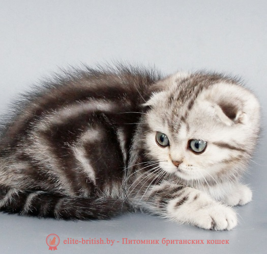 купить вислоухого котенка, купить скоттиш фолд, вислоухий шотландский кот мраморный, мраморный вислоухий шотландский , мраморный окрас британских котят, британский кот мраморного окраса, мраморный окрас британской кошки, британец мраморного окраса, котята британцы мраморный окрас, мраморный окрас британских котят, серебристый мраморный британец, британская мраморная кошка характер, британский кот мраморного окраса, британец голубой мрамор, британец черный мрамор на серебре, красный мраморный британец, британская мраморная кошка, мраморный окрас британской кошки, британские кошки черный мрамор, мраморная британская короткошерстная кошка, британские кошки мрамор на серебре, британский кот черный мрамор, британский кот мрамор на серебре, британский мраморный котенок, британские котята мрамор, британские котята мрамор на серебре, британский котенок черный мрамор, британец мрамор, британец мрамор на серебре, британец мраморный кот, британец мраморного окраса, черный мраморный британец, черный мрамор британцы