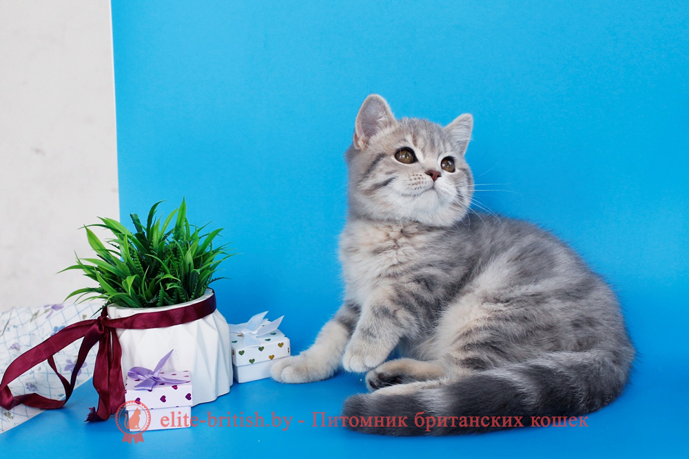 Британский котенок, голубой мраморный окрас, мальчик Raphael (Рафаель), помет от 17.04.2026 купить британского котенка, купить британца, британский кот голубой мраморный, голубой мраморный британец, голубой мраморный окрас британских котят, британский кот голубого мраморного окраса, мраморный окрас британской кошки, британец мраморного окраса, котята британцы мраморный окрас, мраморный окрас британских котят, тигровая британская кошка, британец тигровый, британец табби тигровый, тигровый британский котенок, британский котенок тигрового окраса, британская тигровая кошка фото, тигровые британские котята фото