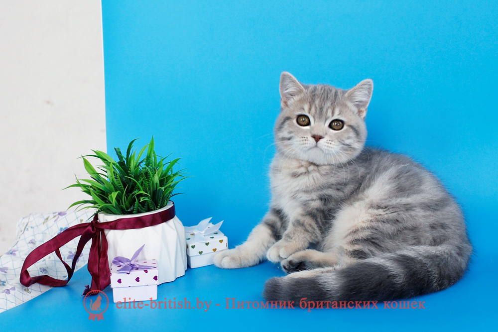 Британский котенок, голубой мраморный окрас, мальчик Raphael (Рафаель), помет от 17.04.2026 купить британского котенка, купить британца, британский кот голубой мраморный, голубой мраморный британец, голубой мраморный окрас британских котят, британский кот голубого мраморного окраса, мраморный окрас британской кошки, британец мраморного окраса, котята британцы мраморный окрас, мраморный окрас британских котят, тигровая британская кошка, британец тигровый, британец табби тигровый, тигровый британский котенок, британский котенок тигрового окраса, британская тигровая кошка фото, тигровые британские котята фото