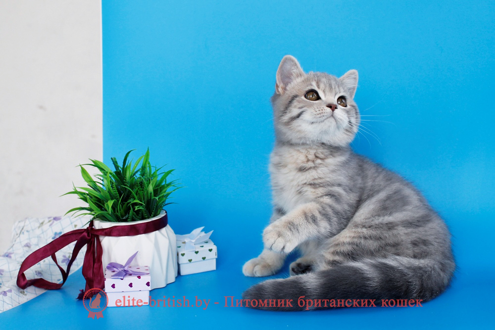 Британский котенок, голубой мраморный окрас, мальчик Raphael (Рафаель), помет от 17.04.2026 купить британского котенка, купить британца, британский кот голубой мраморный, голубой мраморный британец, голубой мраморный окрас британских котят, британский кот голубого мраморного окраса, мраморный окрас британской кошки, британец мраморного окраса, котята британцы мраморный окрас, мраморный окрас британских котят, тигровая британская кошка, британец тигровый, британец табби тигровый, тигровый британский котенок, британский котенок тигрового окраса, британская тигровая кошка фото, тигровые британские котята фото