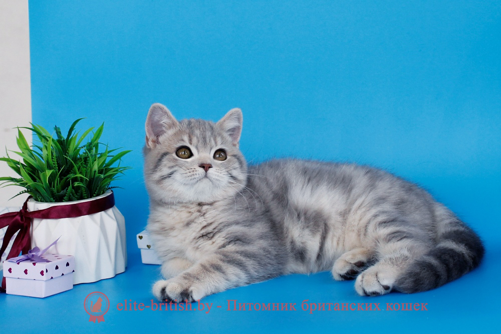 Британский котенок, голубой мраморный окрас, мальчик Raphael (Рафаель), помет от 17.04.2026 купить британского котенка, купить британца, британский кот голубой мраморный, голубой мраморный британец, голубой мраморный окрас британских котят, британский кот голубого мраморного окраса, мраморный окрас британской кошки, британец мраморного окраса, котята британцы мраморный окрас, мраморный окрас британских котят, тигровая британская кошка, британец тигровый, британец табби тигровый, тигровый британский котенок, британский котенок тигрового окраса, британская тигровая кошка фото, тигровые британские котята фото
