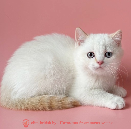 купить британского котенка, купить британца, британский кот рэд поинт биколор, британец колор поинт биколор, британская кошка поинт колор биколор, ританский кот поинт биколор, британские котята поинт, биколор британские котята блю поинт, ританские котята колор поинт, рэд поинт британец, британцы красный поинт, британец поинт, британские котята рэд поинт, британские кошки рэд поинт, британские котята окраса блю поинт, британец красный поинт фото, британец колор поинт фото, британская кошка колор поинт фото, красный пойнт британские кошки, британские кошки колор пойнт, рэд пойнт британские котята, рэд пойнт британцы, колор пойнт британец, кот британский колор пойнт, британские котята колор пойнт