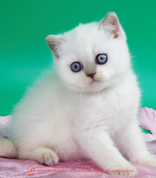 купить британского котенка, купить британца, британский кот лилак поинт, британец колор поинт, британская кошка поинт колор, ританский кот поинт, британские котята поинт, британские котята лилак поинт, ританские котята колор поинт, блю поинт британец, британцы лилак поинт, британец поинт, британские котята лиловый поинт, британские кошки лиловый поинт, британские котята окраса лиловый поинт, британец лиловый поинт фото, британец колор поинт фото, британская кошка колор поинт фото, блю пойнт британские кошки, британские кошки колор пойнт, блю пойнт британские котята, блю пойнт британцы, колор пойнт британец, кот британский колор пойнт, британские котята колор пойнт