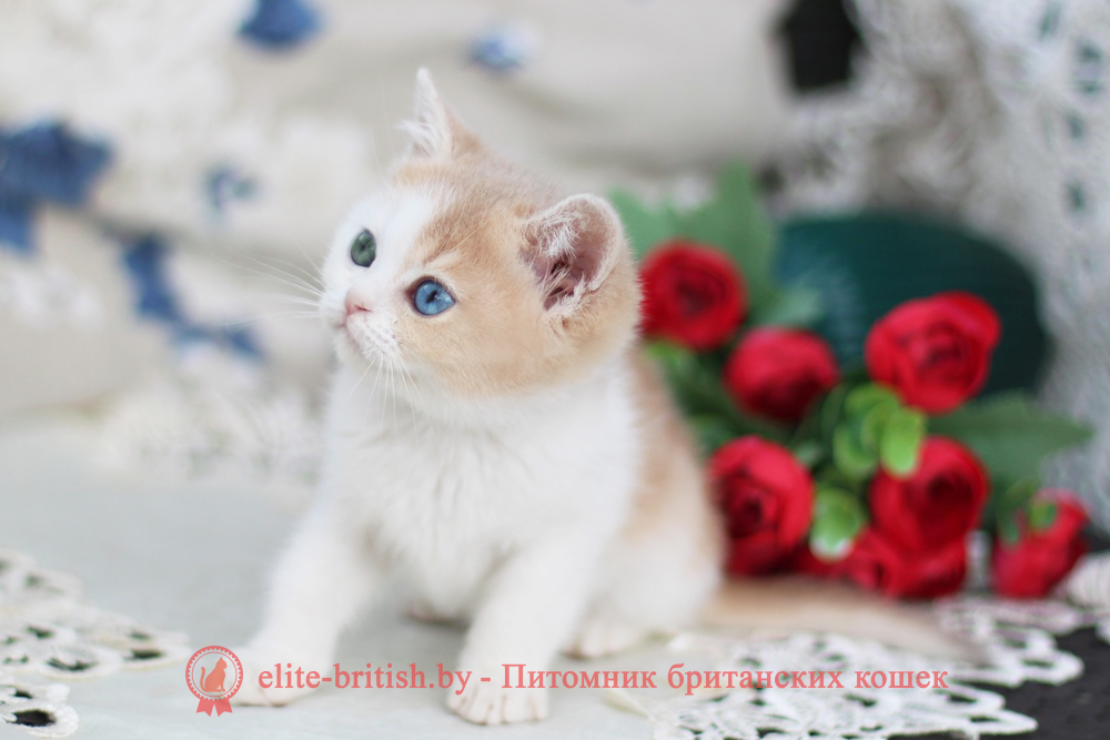 Британский котенок золотая шиншилла - лиловое/голубое золото биколор окрас, мальчик Charlies (Чарли), помет от 25.04.2026 купить британского котенка лиловое золото биколор с разными глазами, купить британца голубое золото биколор, голубой золотой британский кот, биколор шиншиллы золотые голубые биколор британцы фото, золотой тикированный британец, британская кошка золотая шиншилла тикированная, британский кот шиншилла золотая, золотой тикированный британец, британец золотая шиншилла, британец золотистый, котята британские окрас золотая шиншилла, британская кошка золотая шиншилла фото, британец окрас золотая шиншилла фото, британский золотой котенок, британская золотая кошка, британские котята золотая шиншилла, британский золотистый кот, кот золотой британец, британцы окрас золотой