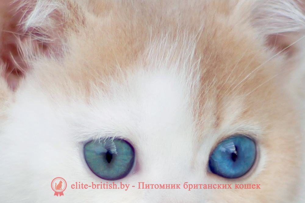 Британский котенок золотая шиншилла - лиловое/голубое золото биколор окрас, мальчик Charlies (Чарли), помет от 25.04.2026 купить британского котенка лиловое золото биколор с разными глазами, купить британца голубое золото биколор, голубой золотой британский кот, биколор шиншиллы золотые голубые биколор британцы фото, золотой тикированный британец, британская кошка золотая шиншилла тикированная, британский кот шиншилла золотая, золотой тикированный британец, британец золотая шиншилла, британец золотистый, котята британские окрас золотая шиншилла, британская кошка золотая шиншилла фото, британец окрас золотая шиншилла фото, британский золотой котенок, британская золотая кошка, британские котята золотая шиншилла, британский золотистый кот, кот золотой британец, британцы окрас золотой