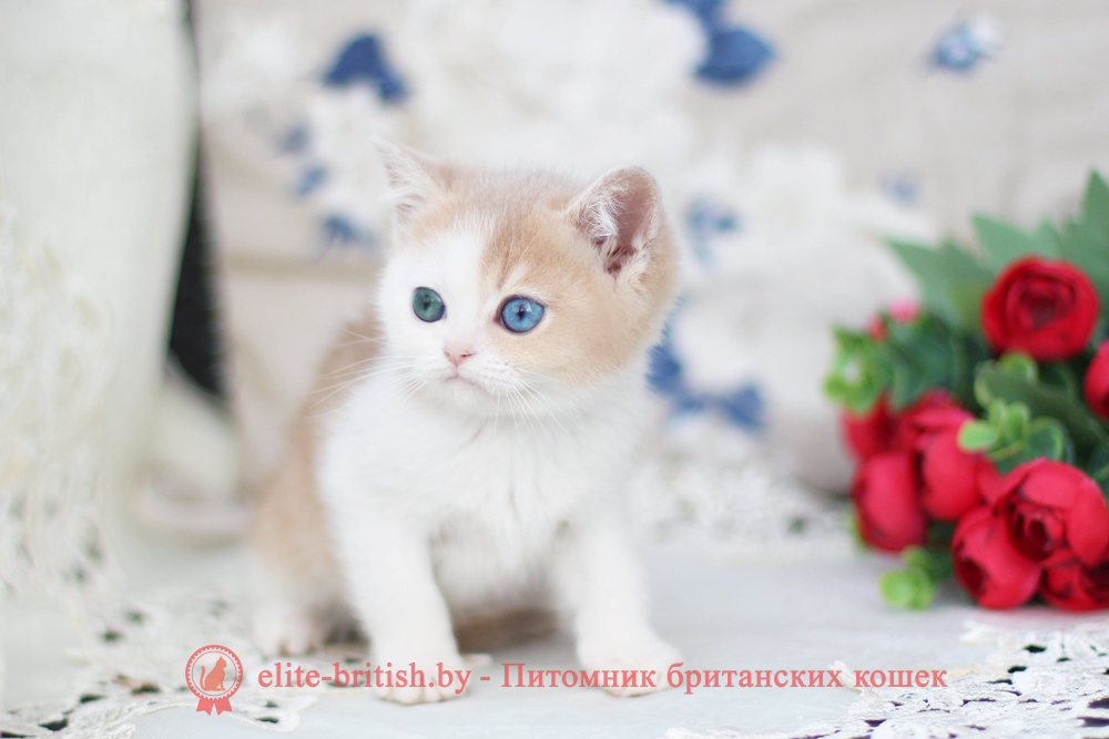 Британский котенок золотая шиншилла - лиловое/голубое золото биколор окрас, мальчик Charlies (Чарли), помет от 25.04.2026 купить британского котенка лиловое золото биколор с разными глазами, купить британца голубое золото биколор, голубой золотой британский кот, биколор шиншиллы золотые голубые биколор британцы фото, золотой тикированный британец, британская кошка золотая шиншилла тикированная, британский кот шиншилла золотая, золотой тикированный британец, британец золотая шиншилла, британец золотистый, котята британские окрас золотая шиншилла, британская кошка золотая шиншилла фото, британец окрас золотая шиншилла фото, британский золотой котенок, британская золотая кошка, британские котята золотая шиншилла, британский золотистый кот, кот золотой британец, британцы окрас золотой