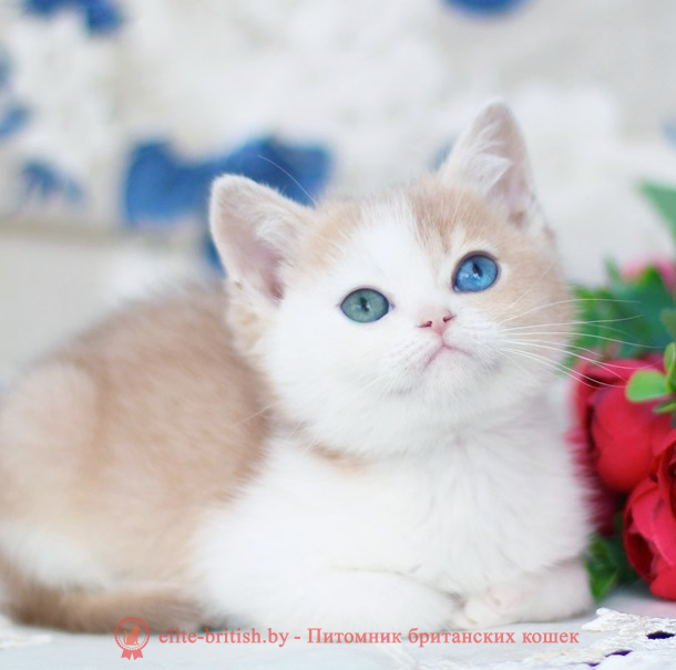 купить британского котенка, купить британца, купить британского котенка голубое золото биколор, купить британца голубое золото биколор, голубой золотой британский кот, биколор шиншиллы золотые голубые биколор британцы фото, золотой тикированный британец, британская кошка золотая шиншилла тикированная, британский кот шиншилла золотая, золотой тикированный британец, британец золотая шиншилла, британец золотистый, котята британские окрас золотая шиншилла, британская кошка золотая шиншилла фото, британец окрас золотая шиншилла фото, британский золотой котенок, британская золотая кошка, британские котята золотая шиншилла, британский золотистый кот, кот золотой британец, британцы окрас золотой