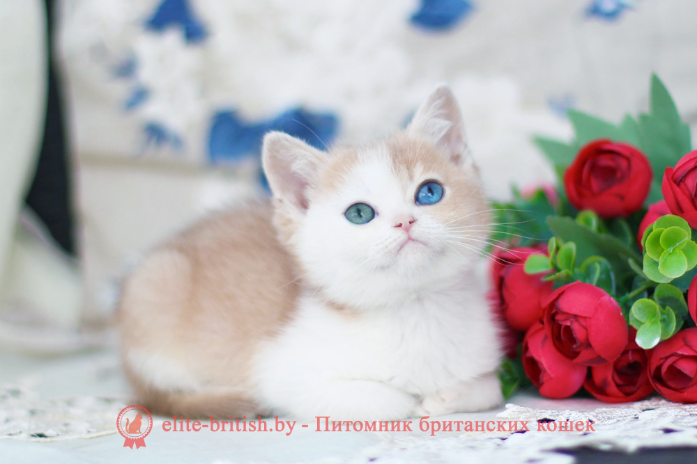 Британский котенок золотая шиншилла - лиловое/голубое золото биколор окрас, мальчик Charlies (Чарли), помет от 25.04.2026 купить британского котенка лиловое золото биколор с разными глазами, купить британца голубое золото биколор, голубой золотой британский кот, биколор шиншиллы золотые голубые биколор британцы фото, золотой тикированный британец, британская кошка золотая шиншилла тикированная, британский кот шиншилла золотая, золотой тикированный британец, британец золотая шиншилла, британец золотистый, котята британские окрас золотая шиншилла, британская кошка золотая шиншилла фото, британец окрас золотая шиншилла фото, британский золотой котенок, британская золотая кошка, британские котята золотая шиншилла, британский золотистый кот, кот золотой британец, британцы окрас золотой