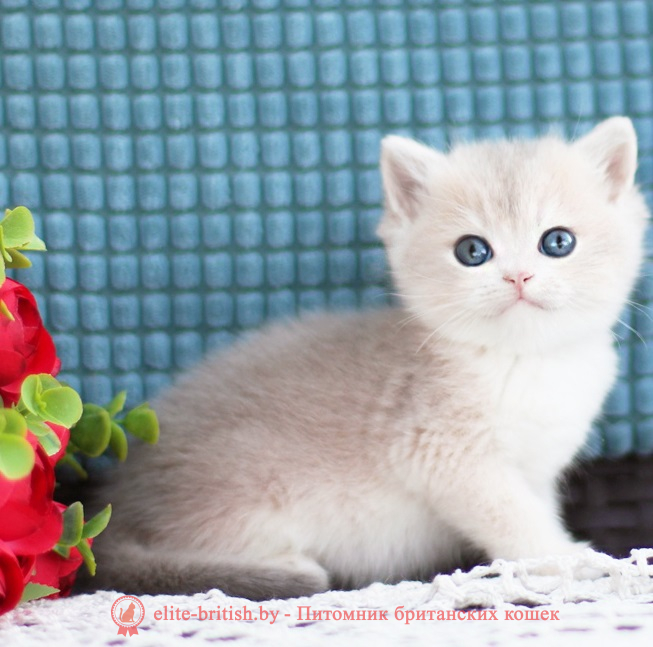 купить британского котенка, купить британца, купить британского котенка голубое золото биколор, купить британца голубое золото биколор, голубой золотой британский кот, биколор шиншиллы золотые голубые биколор британцы фото, золотой тикированный британец, британская кошка золотая шиншилла тикированная, британский кот шиншилла золотая, золотой тикированный британец, британец золотая шиншилла, британец золотистый, котята британские окрас золотая шиншилла, британская кошка золотая шиншилла фото, британец окрас золотая шиншилла фото, британский золотой котенок, британская золотая кошка, британские котята золотая шиншилла, британский золотистый кот, кот золотой британец, британцы окрас золотой