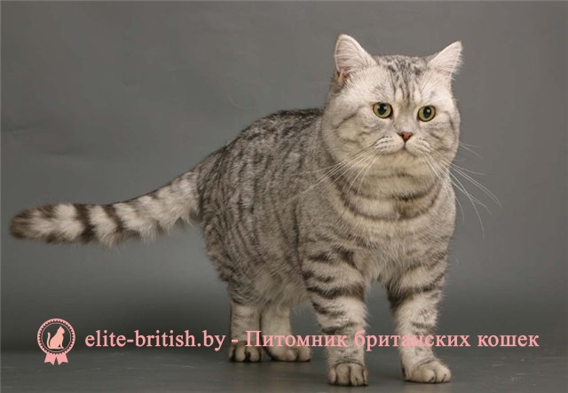 Серебристый полосатый табби окрас британских кошек: фото, стандарт породы.  Серебристые полосатые табби британские кошки, коты, котята: виды окрасов.  Британцы серебристые полосатые табби: стандарт окраса (британцы тигровые на  серебре: британские котята ...
