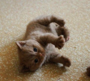 Британский котенок циннамон окраса. Британец циннамон