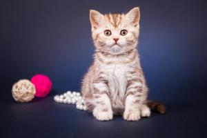 ФОТО И ВИДЕО БРИТАНЦЕВ: Породистые плюшевые короткошерстные британские кошки, коты, котята.Картинки породы