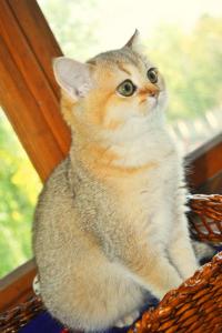 Британский котенок золотого окраса шиншилла (золотой британец)      