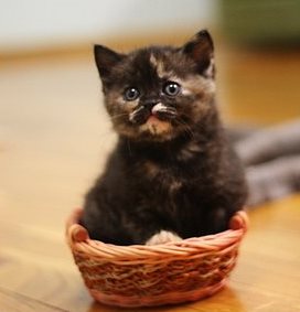 Черно-красный черепаховый окрас  британских кошек    