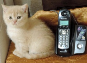 Британский котенок кремовый камео (британец серебристый затушеванный камео)