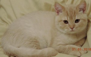 Британский котенок кремовый камео (британец серебристый затушеванный камео)