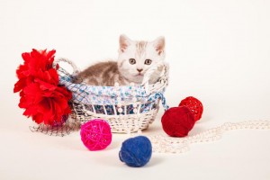 Британский котенок серебристый мраморный Alisha (Алиша)