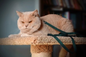 Вязка британского кота кремового окраса Attila EdelWeiss