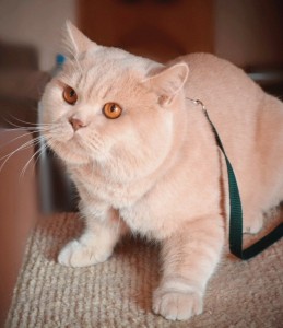 Вязка британского кота кремового окраса Attila EdelWeiss