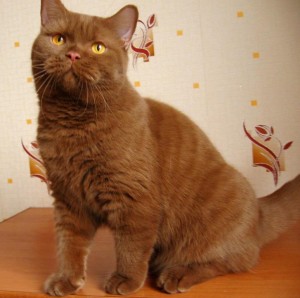 Британская кошка циннамон - цвета корицы - циннамон британец фото 