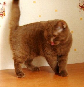 Британская кошка циннамон - цвета корицы - циннамон британец фото 