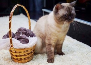 CREAT GEROY Британский кот шоколадный-пойнт
