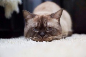 CREAT GEROY Британский кот шоколадный-пойнт