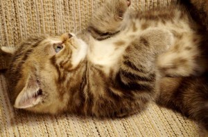 Шоколадный мраморный британский котенок. Мраморный британец из питомника 