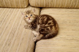 Шоколадный мраморный британский котенок. Мраморный британец из питомника