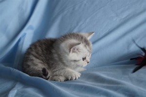 Британские котята вискас и колор-пойнт: фото галерея окрасов 