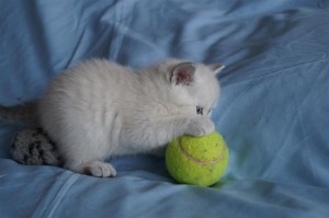 Британские котята вискас и колор-пойнт: фото галерея окрасов 