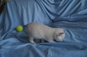 Британские котята вискас и колор-пойнт: фото галерея окрасов  