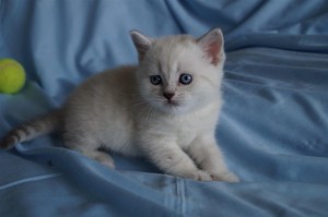 Британские котята вискас и колор-пойнт: фото галерея окрасов  