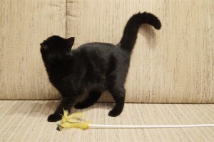 Черный британский котенок. Черный британец