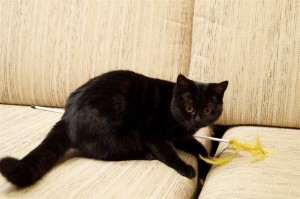 Черный британский котенок. Черный британец