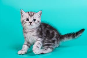 ФОТО И ВИДЕО БРИТАНЦЕВ: Породистые плюшевые короткошерстные британские кошки, коты, котята.Картинки породы