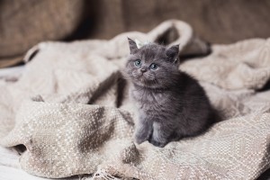 Британский голубой котенок Darly Elite British   