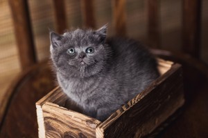 Британский голубой котенок Diksi Elite British  