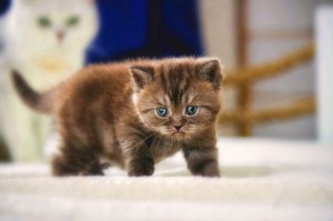Британский шоколадный котенок 
