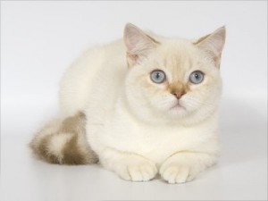 Фавн-пойнт окрасы британских кошек: фото, стандарт породы. Фавн-пойнт британские кошки, коты, котята: фото. Британцы фавн-пойнт: стандарт окраса (британцы фавн пойнт, фавн поинт: британские котята, коты, кошки) BRI p 33 (Fawn-point) 