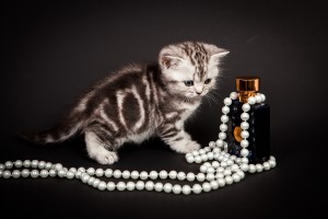 Британский котенок серебристый мраморный Габриелла