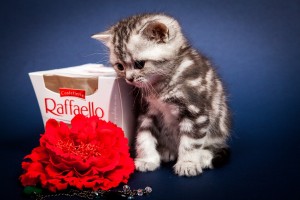 Британский котенок серебристый мраморный Габриелла