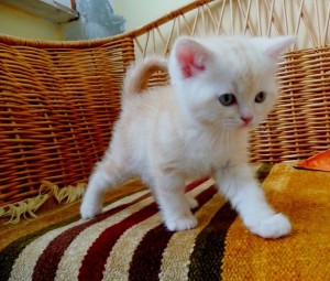 Серебристый мраморный табби окрас британских кошек: фото галерея, стандарт породы, виды окрасов. Серебристые мраморные табби британские кошки, коты, котята. Британцы серебристые мраморные табби (мрамор на серебре).